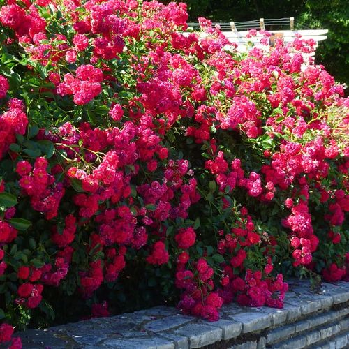 Rojo - Árbol de Rosas Floribunda - rosal de pie alto- froma de corona llorona